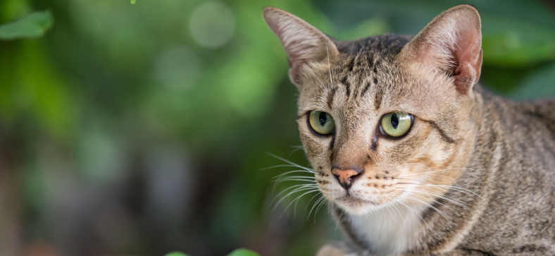 Do American Shorthair Cats Like to be Held?