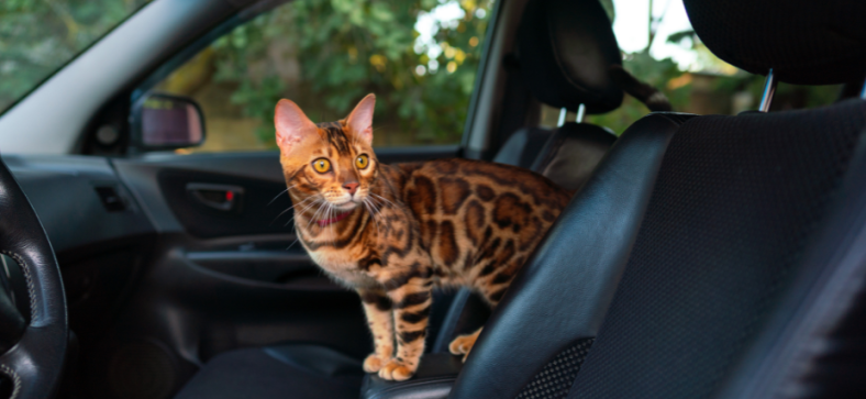 Do Bengal Cats Travel Well? 