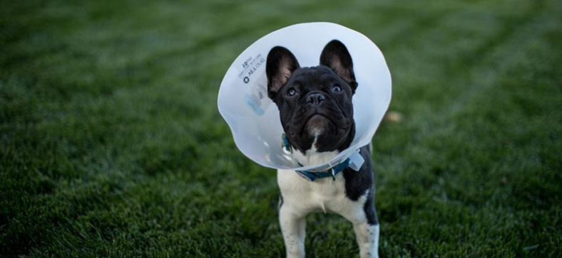 Do French Bulldogs Need A Cone After Neutering?