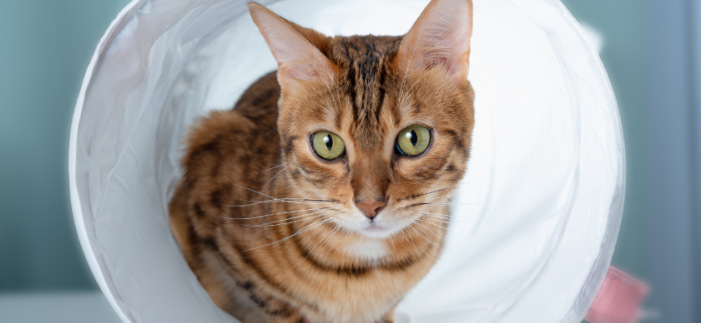 Do Male Bengal Cat Comforter Female Bengali Cats During Birth?
