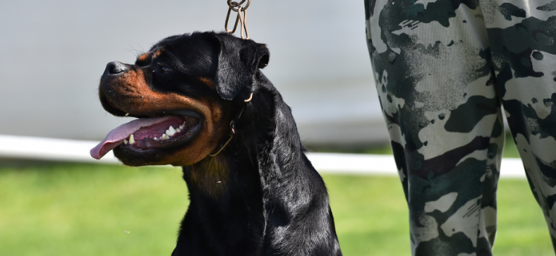 Do Rottweilers Drool? 
