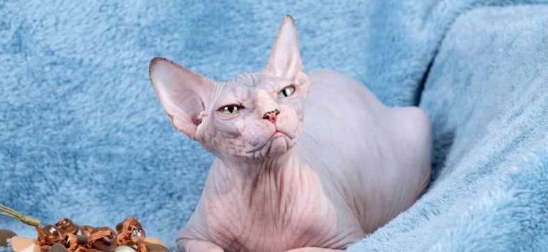 Do Sphynx Cats Smell?