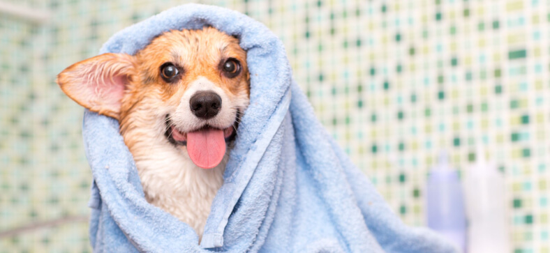 Do you bathe a dog before grooming?