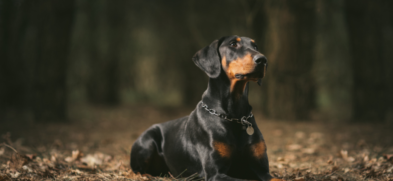 Your Doberman Pinscher Growth & Weight Chart Guide