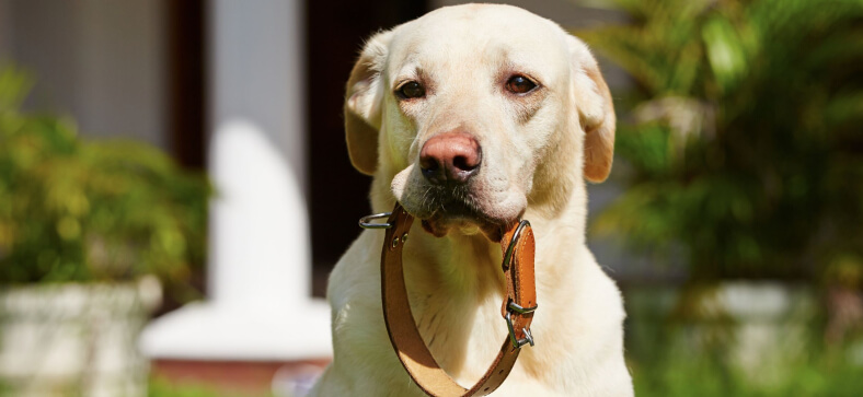 What type of collar is best for dog training