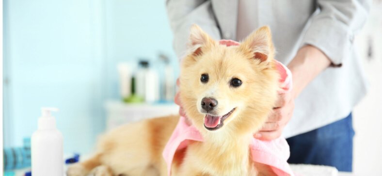 How to Become a Dog Groomer in Minnesota?