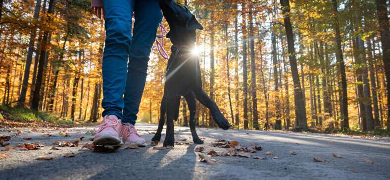 What Does Heel Mean in Dog Training?