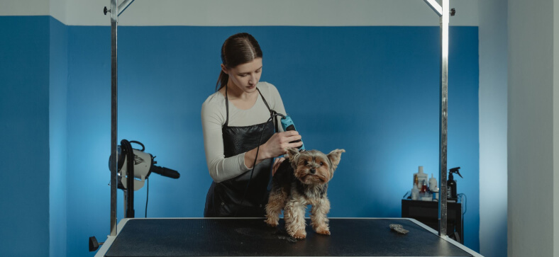 Dog grooming courses in the USA