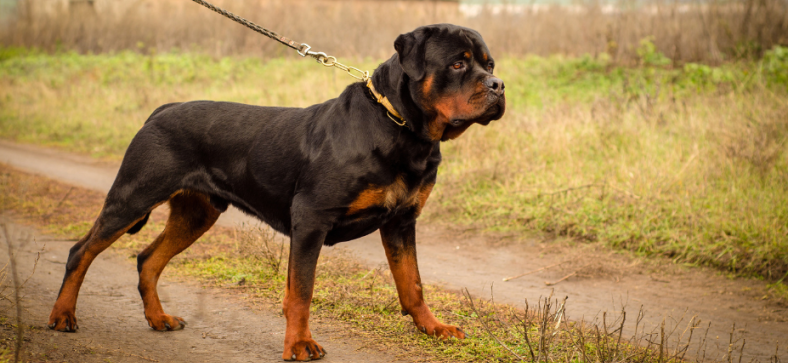 Essential Rottweiler Socialization Techniques