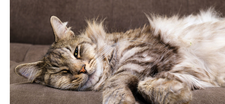 How Much Does it Cost to Feed a Maine Coon?