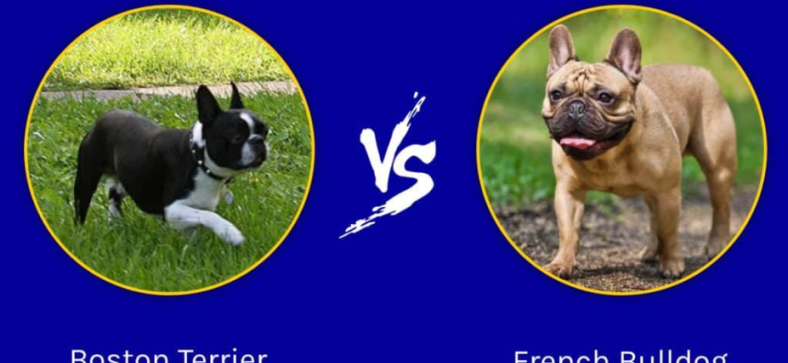 French Bulldog vs Boston Terrier