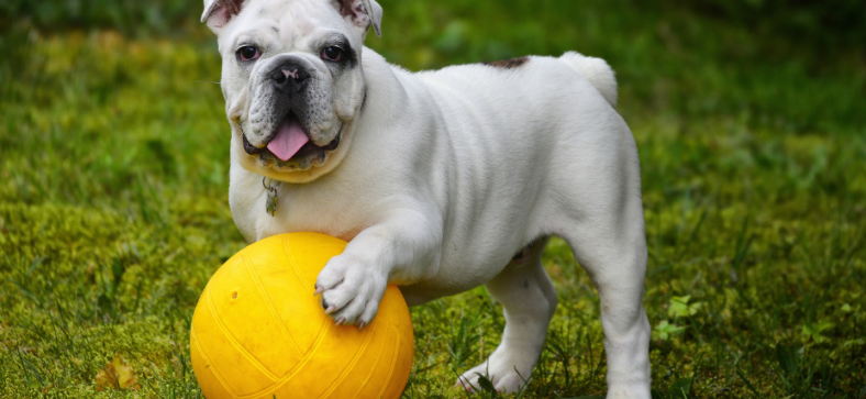 French Bulldog vs. Pocket Bully