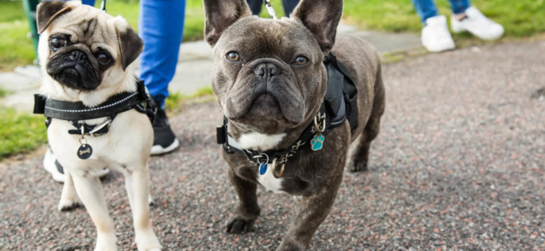 French Bulldog vs Pug