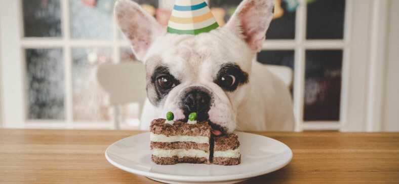 Ideas For Your Puppy's First Birthday
