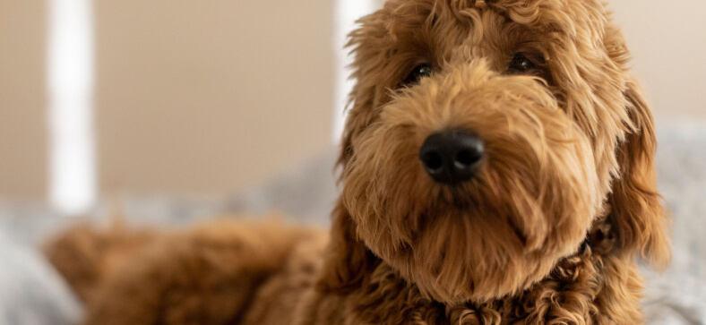 How to Groom a Goldendoodle?
