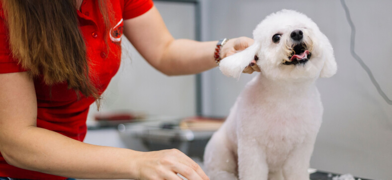 A Pet Villa Dog Boarding & Grooming