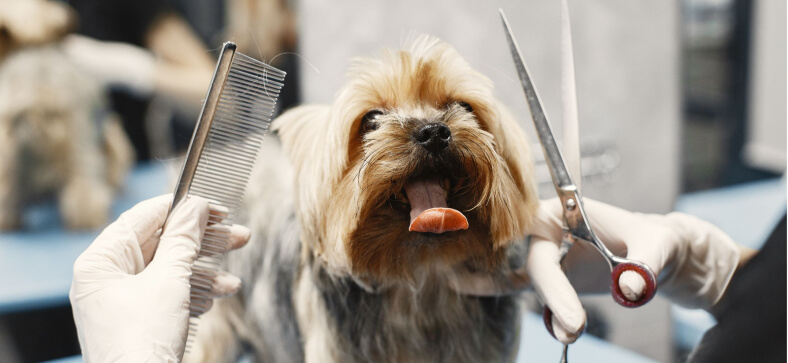 How to Become a Dog Groomer in Kentucky?