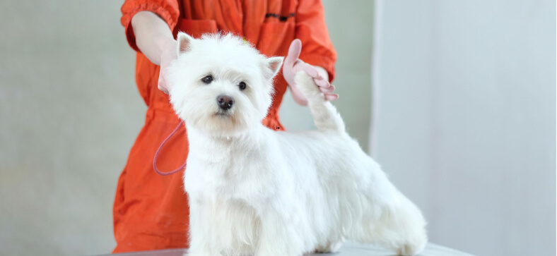 How to Become a Dog Groomer in Oklahoma?