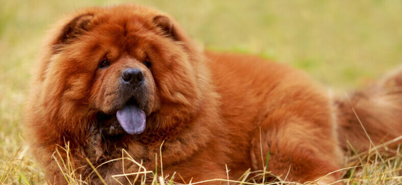 HOW TO GROOM A CHOW CHOW