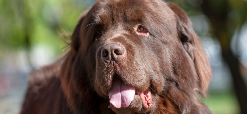 HOW TO GROOM A NEWFOUNDLAND AT HOME
