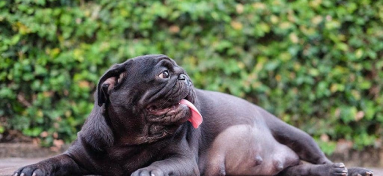 How Long Are Pugs Pregnant?