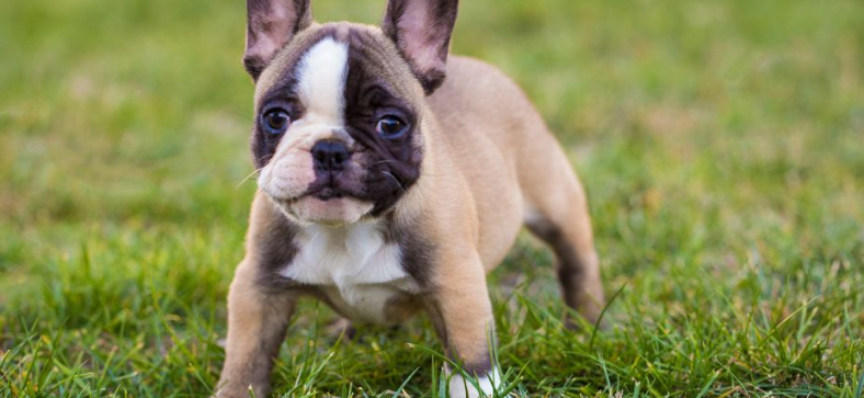 How Long Do French Bulldogs Live?