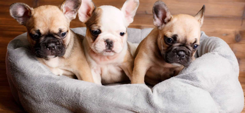 How Many Puppies Do French Bulldogs Have?