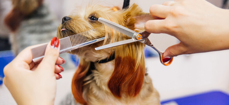 How Much Does a Dog Groomer Cost