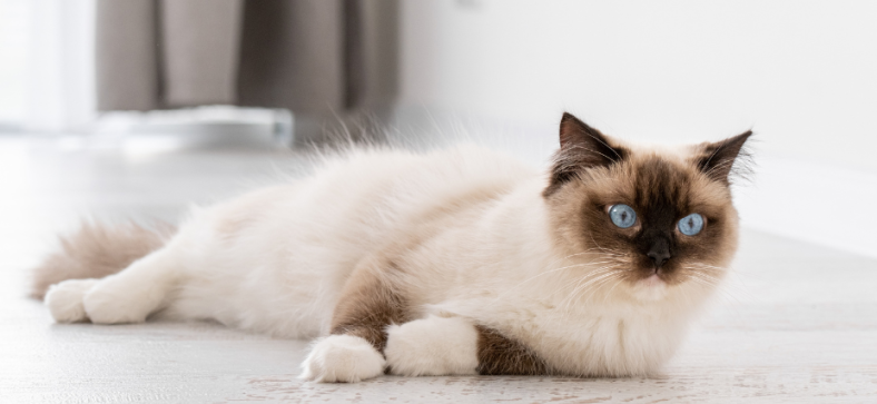 How Much Is a Ragdoll Cat?