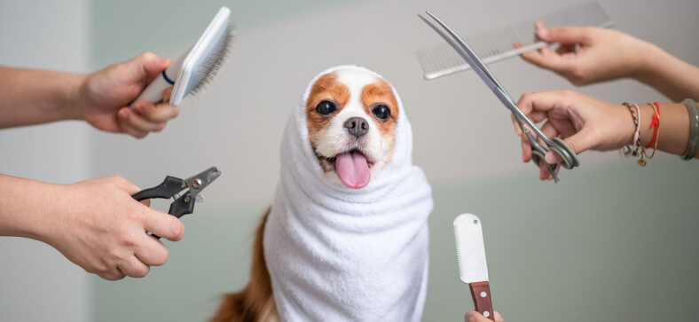 How Often Should a Dog Be Groomed? 