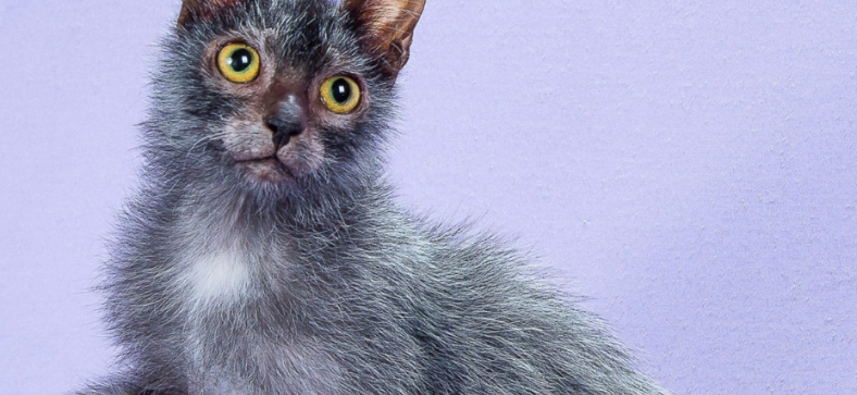 How rare are lykoi cats