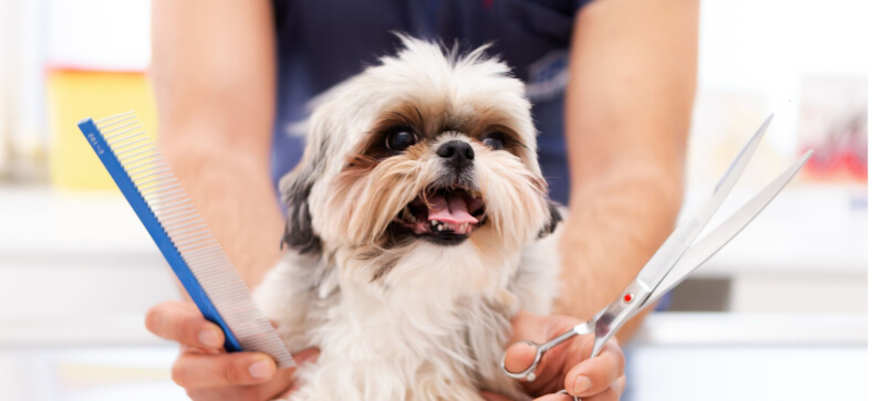 How to Become a Dog Groomer in Florida? 
