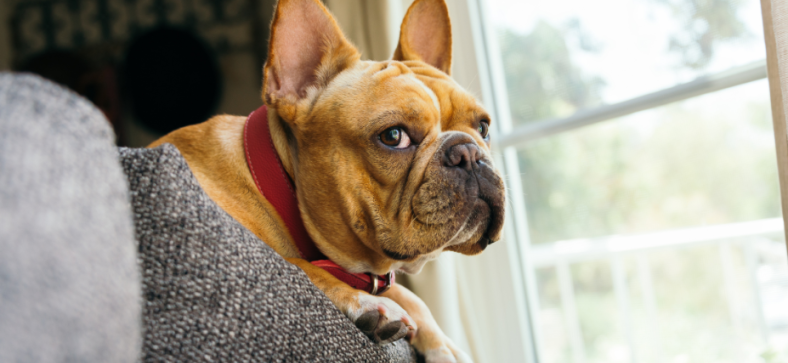 How to Clean Your French Bulldog Ears