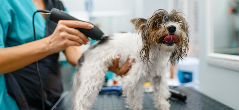 How to Groom Dogs with Clippers