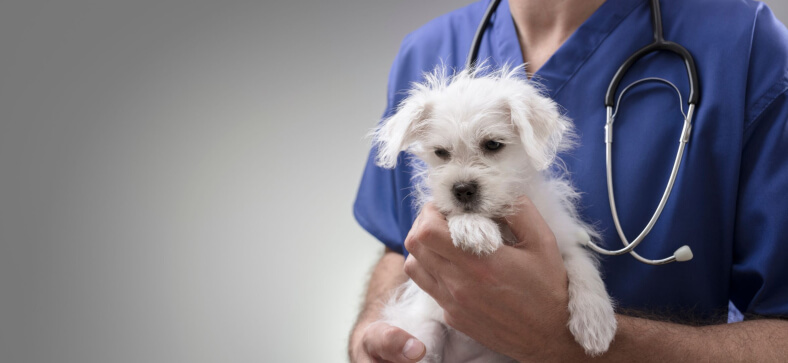 How to Groom a Maltese?