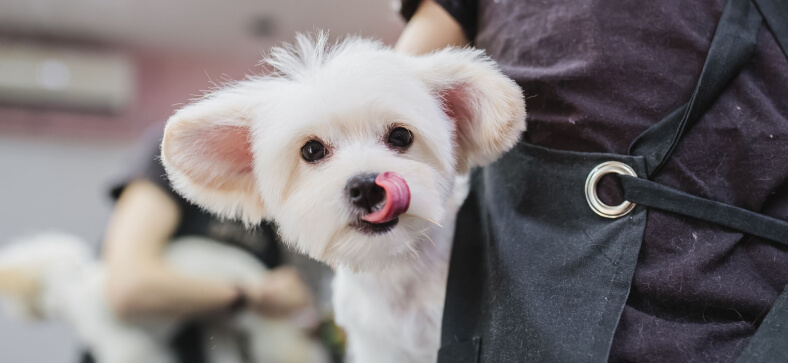 How to become a dog groomer in California?