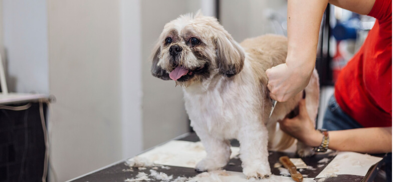 How to keep dog head still while grooming