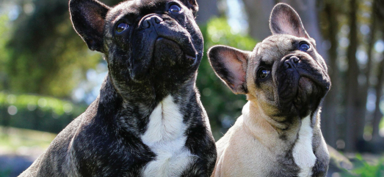 Hungarian French Bulldog vs French Bulldog: Breed Comparison