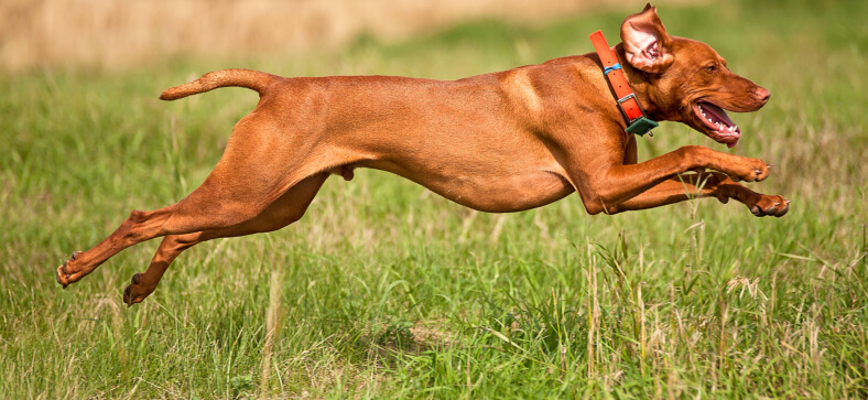 How to train a hunting dog? 