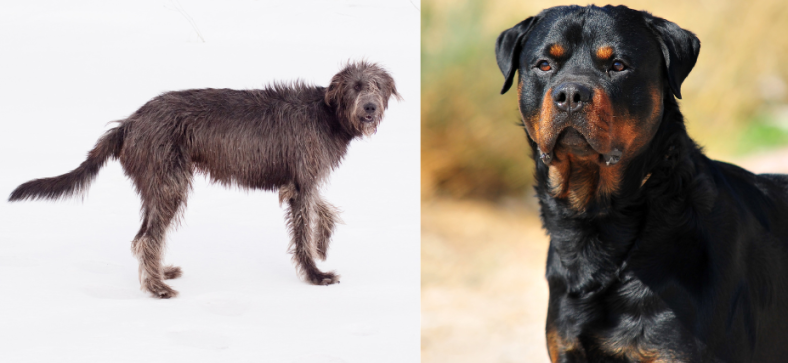 Irish Wolfhound vs Rottweiler