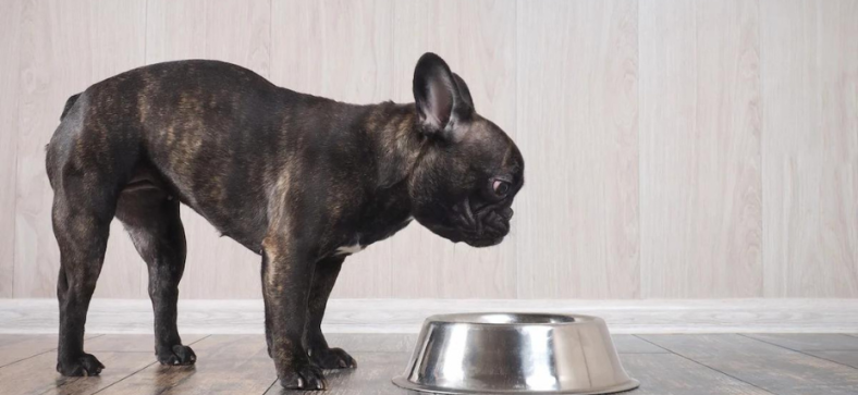 Is Blue Buffalo Good for French Bulldogs?