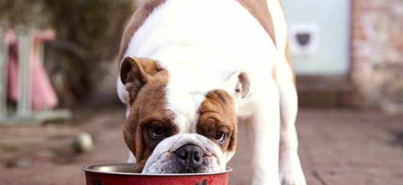 Is Coconut Oil Good For French Bulldogs?