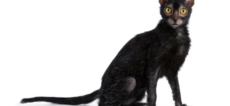 Lykoi Cat Breeders