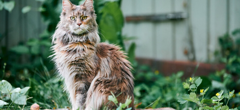 Are Maine Coon Cats Hypoallergenic? 