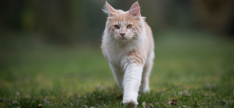 Do Maine Coon Cats Need Baths?