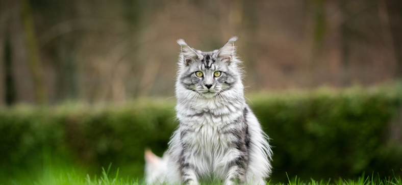 What is Maine Coon growling?