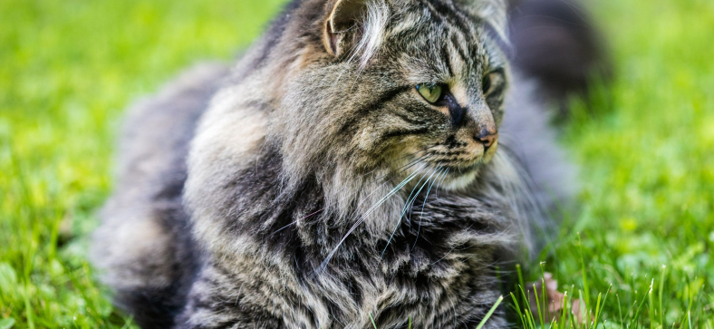 What is the Best Age to Neuter a Maine Coon?
