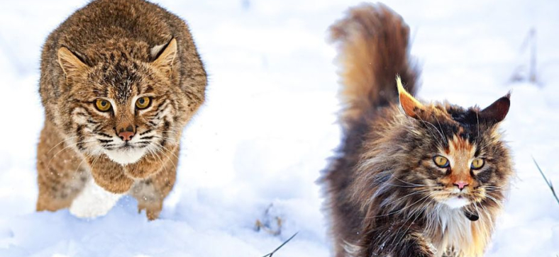 Maine Coon vs Lynx