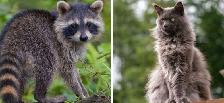 Maine Coon vs Raccoon