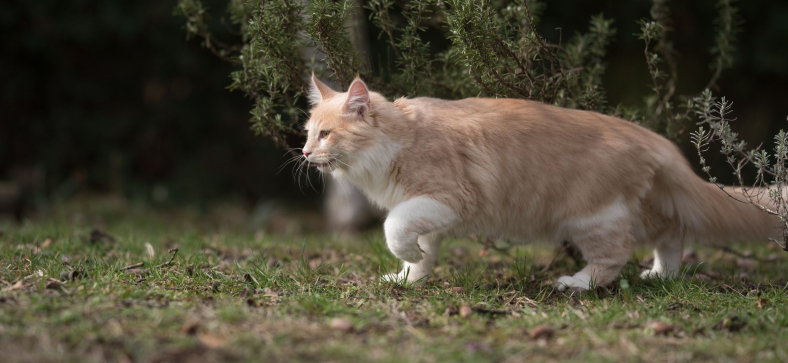 Are Maine Coon Cats Good Hunters?